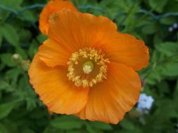 Poppy Garden Blossom