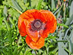 Poppy Blossom Bloom
