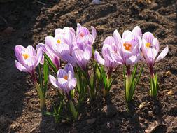 purple white crocuses in the garden