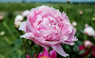 Peony Flower Blossom