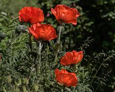 red Poppy Flowers at garden