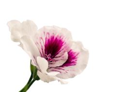 Geranium Isolated Blossom