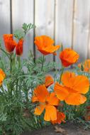 Close-up of the beautiful, orange and red flowers of different shades, with green leaves