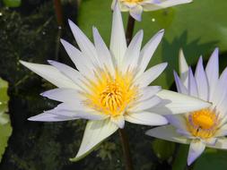 Close-up of the beautiful, violet, white and yellow water lily flowers and green leaves