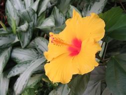 tropical Hibiscus Flower Plant