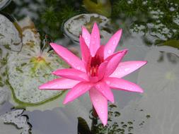Water Lily Flower in the water close-up