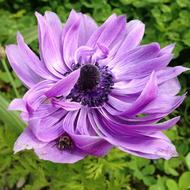 purple Anemone Flower at Spring