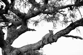 Leopard On Tree Black White