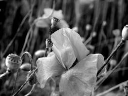 monochrome photo of Poppies In The Field