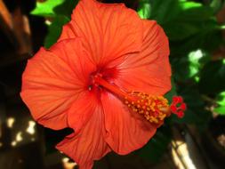 Flower Hibiscus Botany