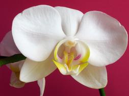 white orchid on a burgundy background
