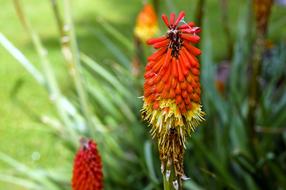 orange yellow torch lily