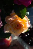 Rose Yellow Flower at shadow