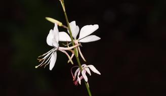 white flowers on a stem on a dark background