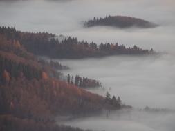 Foggy Forest at Autumn