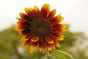Closeup view of orange Flower Blossom Bloom