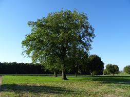 Beautiful landscape of the field with colorful trees and grass, under the blue sky