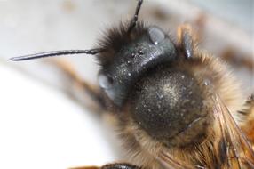 macro photo of a beeâs head