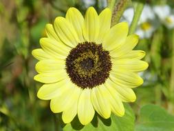 yellow Sunflower Helianthus Annuus Flower