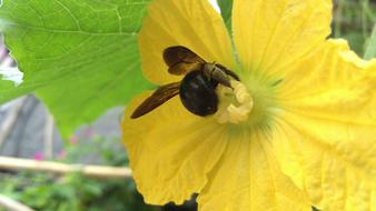 incredibly cute Bee M