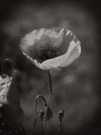 Black and White photo of Poppy flower