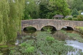 Flowers in pond and bridge in England