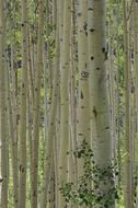 Beautiful aspen trees in the grove