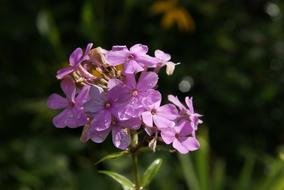 Phlox Flame Flowers