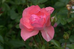 Close-up of the beautiful, pink rose flower of different shades, with water drops, with green leaves