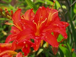 Flower Red Summer Crocosmia lucifer