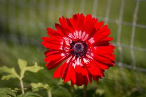 Anemone red Flower