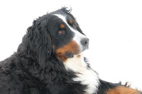 purebred dog on a white background
