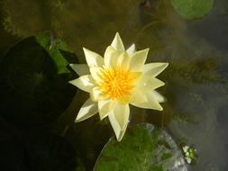 Water Lily Flower