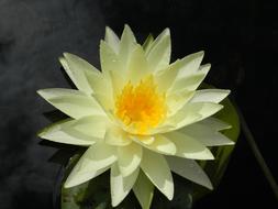 creamy water lily flower on water