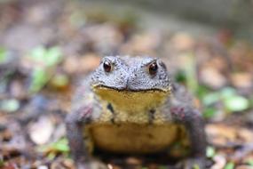 macro view of Korean Toad Animal