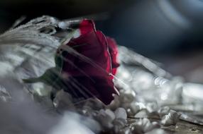 dark red rose in dark blurred background