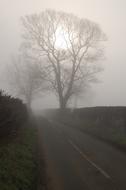 Tree Sun Mist