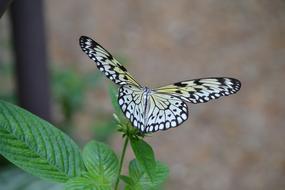 Butterfly Nature Spring