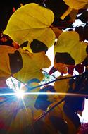 Colorful Autumn Leaves at sunlight