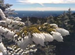 snow on a pine tree in the mountains on a sunny day