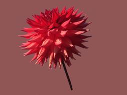 Close-up of the beautiful, red and pink dahlia flower of different shades, on the stem, at pink background