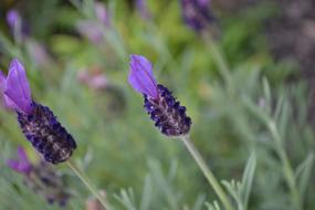 Lavender