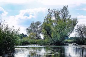 Beautiful landscape of the river with ripple, among the colorful plants, under the blue sky with white clouds