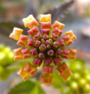 closeup view of Lantana Flower Explosion