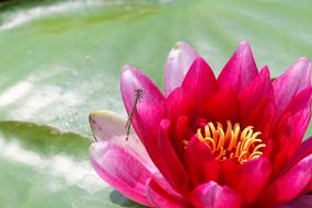 Dragonfly on Water Lotus Flower