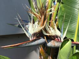 Banana Flower Palm
