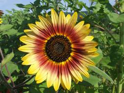 Sunflower Flower on field