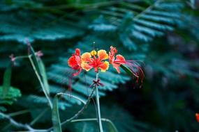 Flower Spring Garden