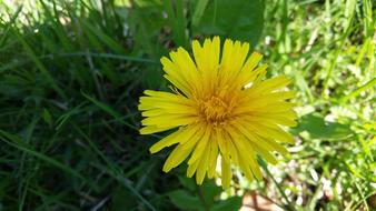 Dandelion Yellow Our