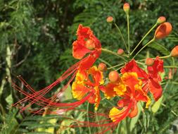 Flower Orange Yellow